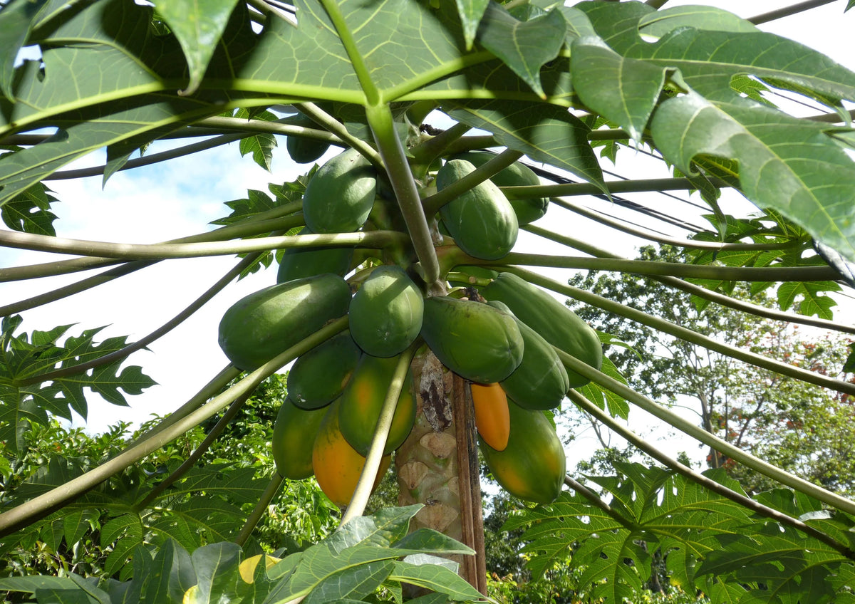 Papaya Powder 1.5 Pounds O524