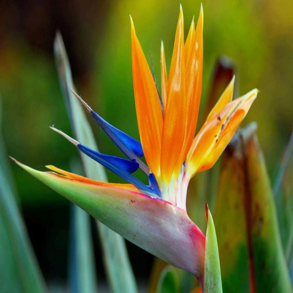 Birds of Paradise Fragrance Oil 4 oz Bottle V64916