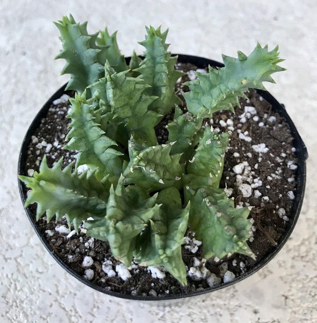 4 Inch Live Cactus Succulent in Pot K987802