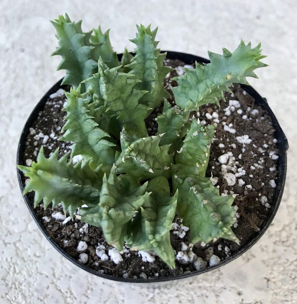 4 Inch Live Cactus Succulent in Pot K987802