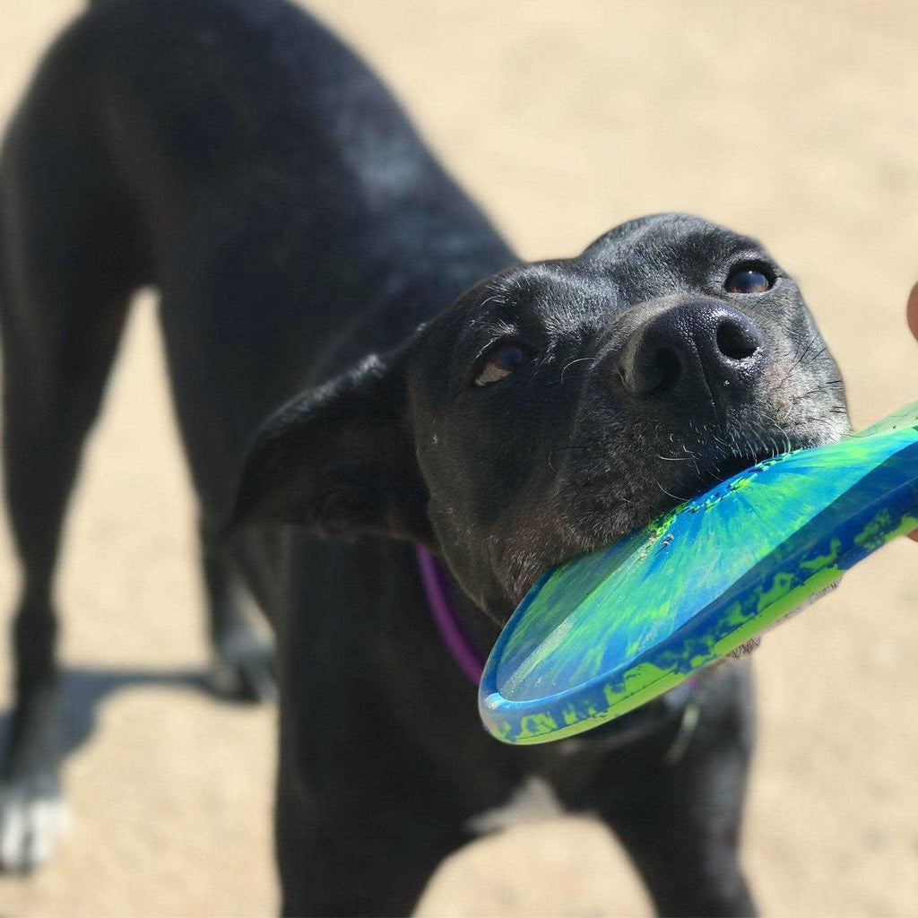 Dog Toy S40039