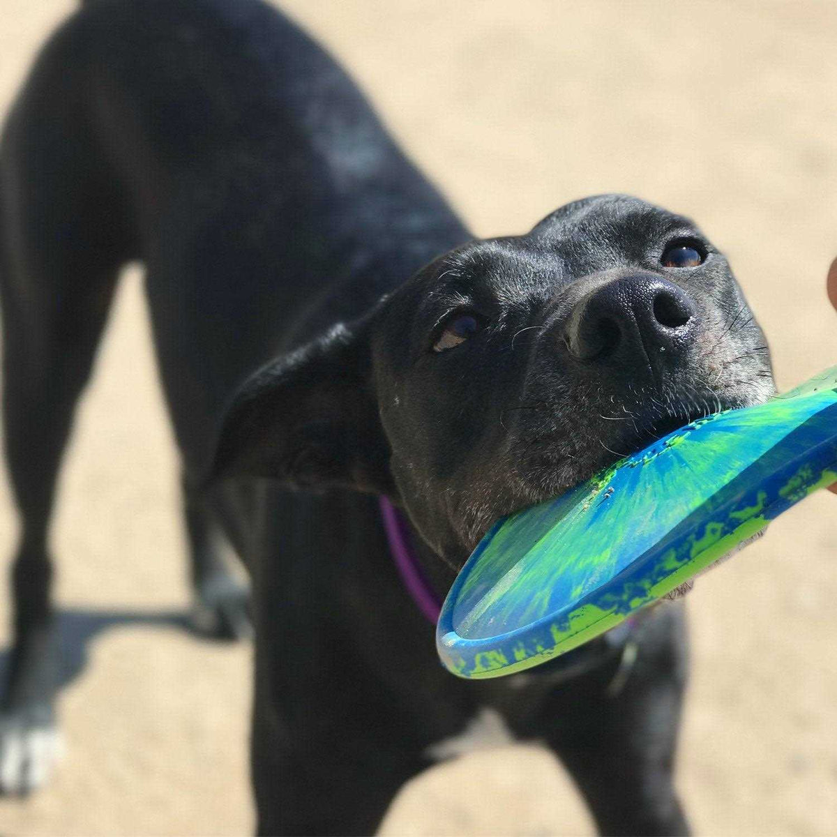 Dog Toy S40039
