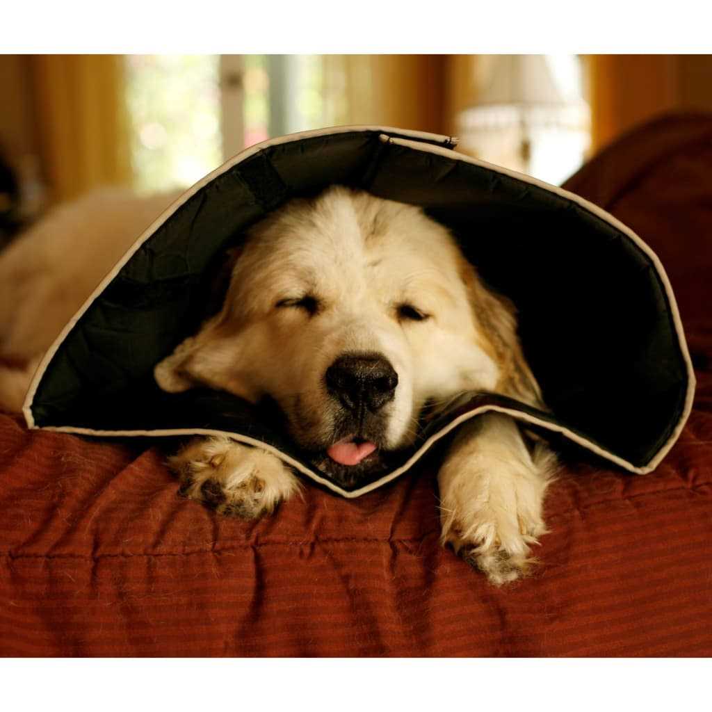 Comfy Cone Collar E8952