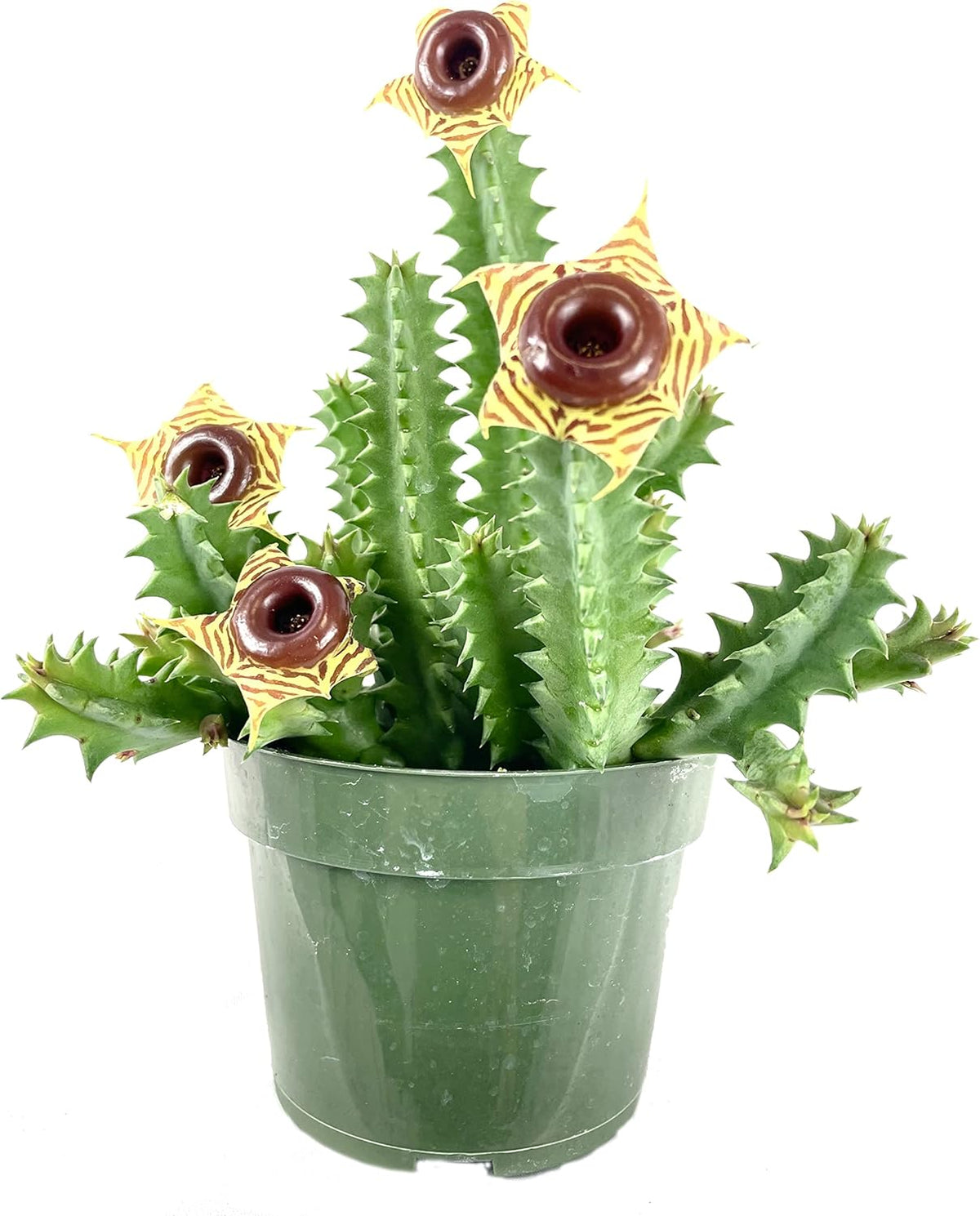 4 Inch Live Cactus Succulent in Pot K987802