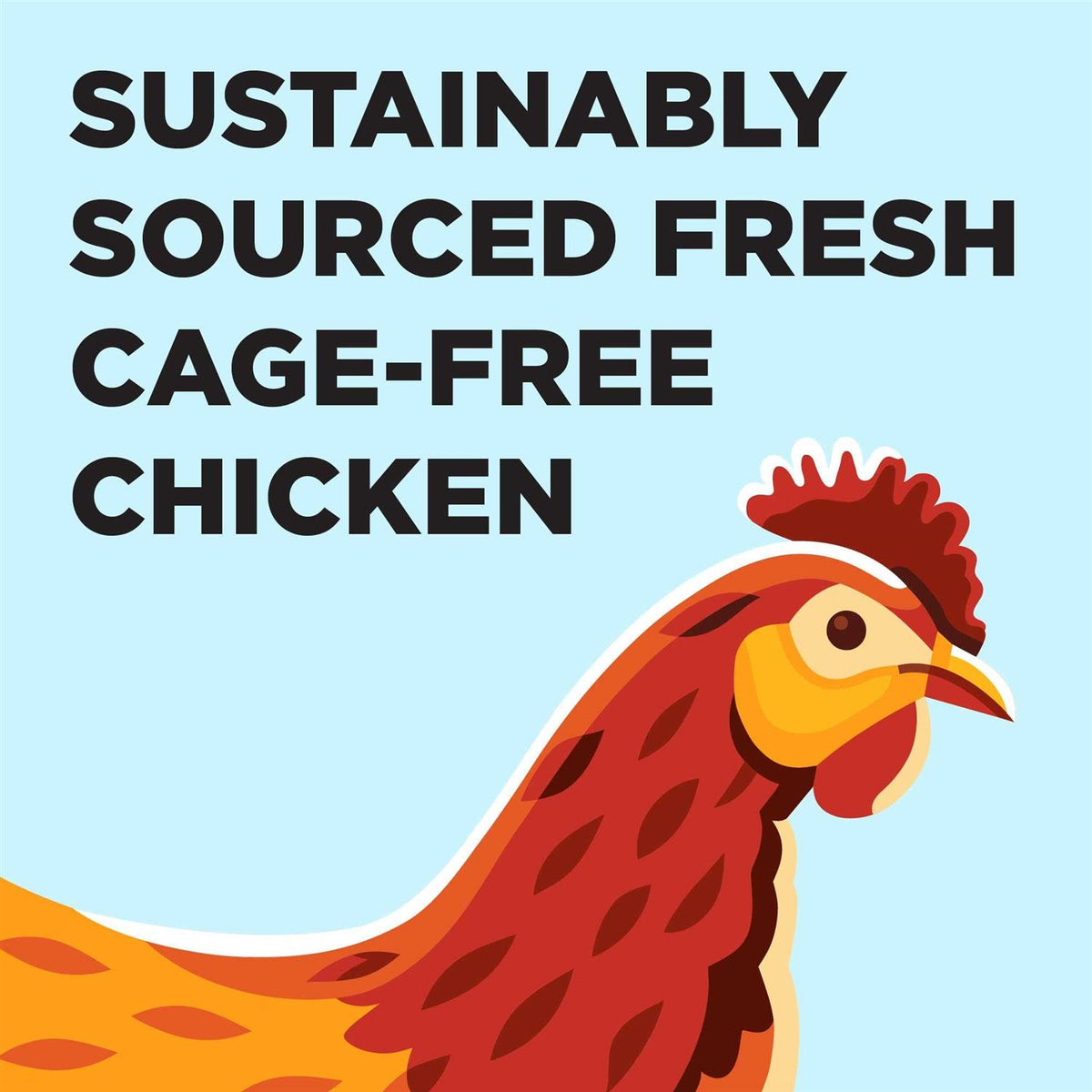 Chicken Recipe Dry Cat Food N967