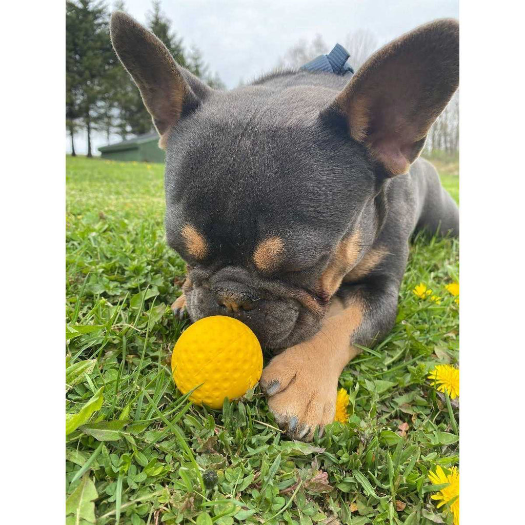 Goat Sport Ball Dog Toy A4639