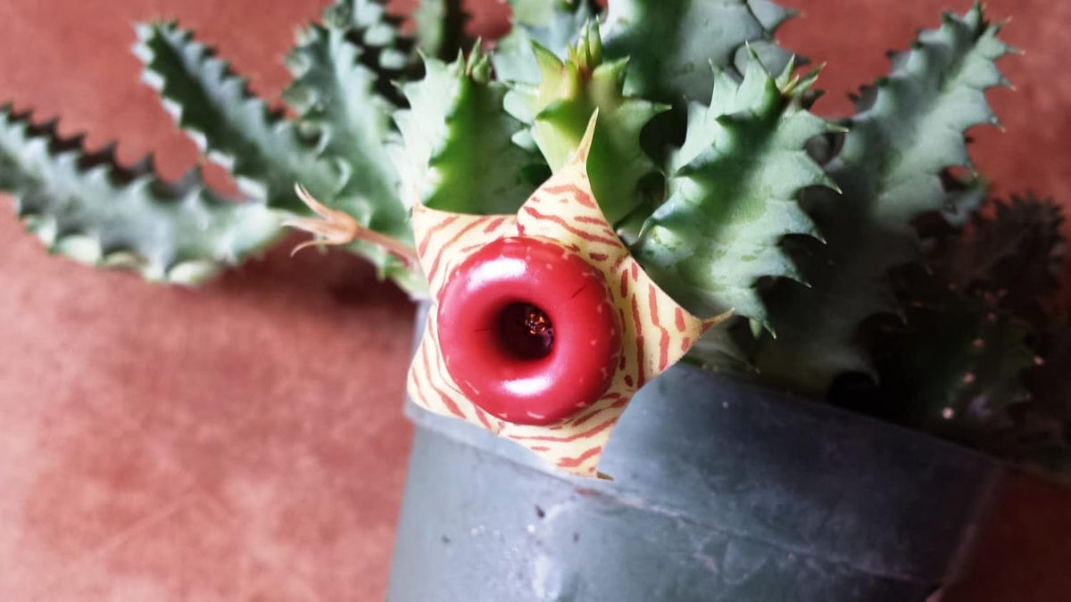 4 Inch Live Cactus Succulent in Pot K987802