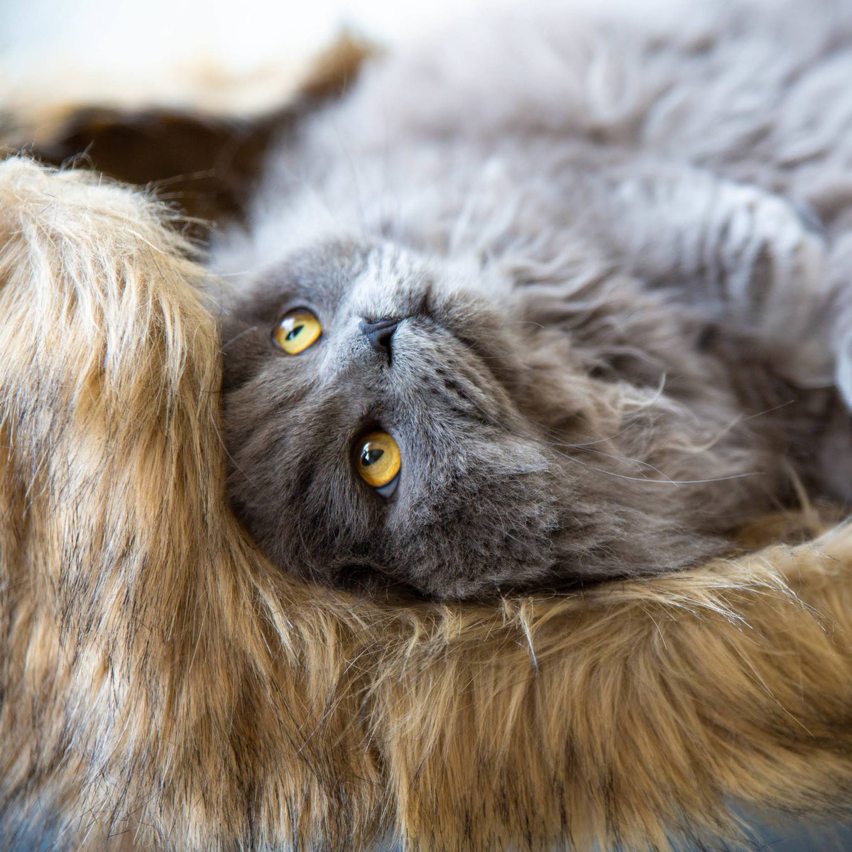 Mocca Nordic Cat Bed O218