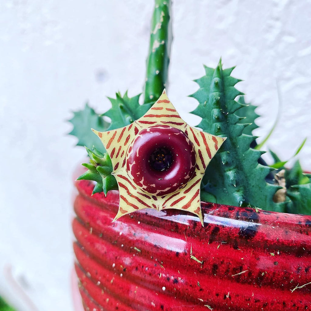 4 Inch Live Cactus Succulent in Pot K987802