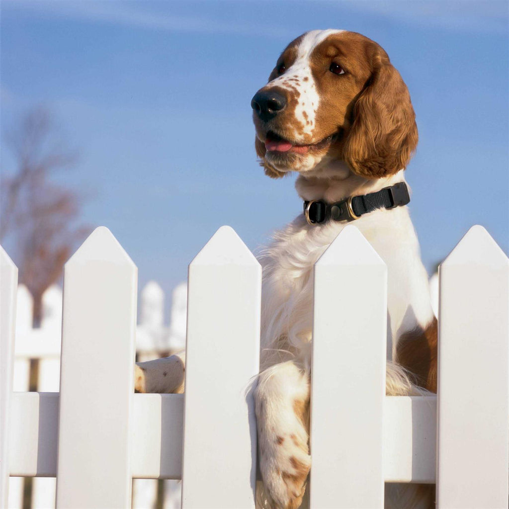 Break-Away Dog Collar X872