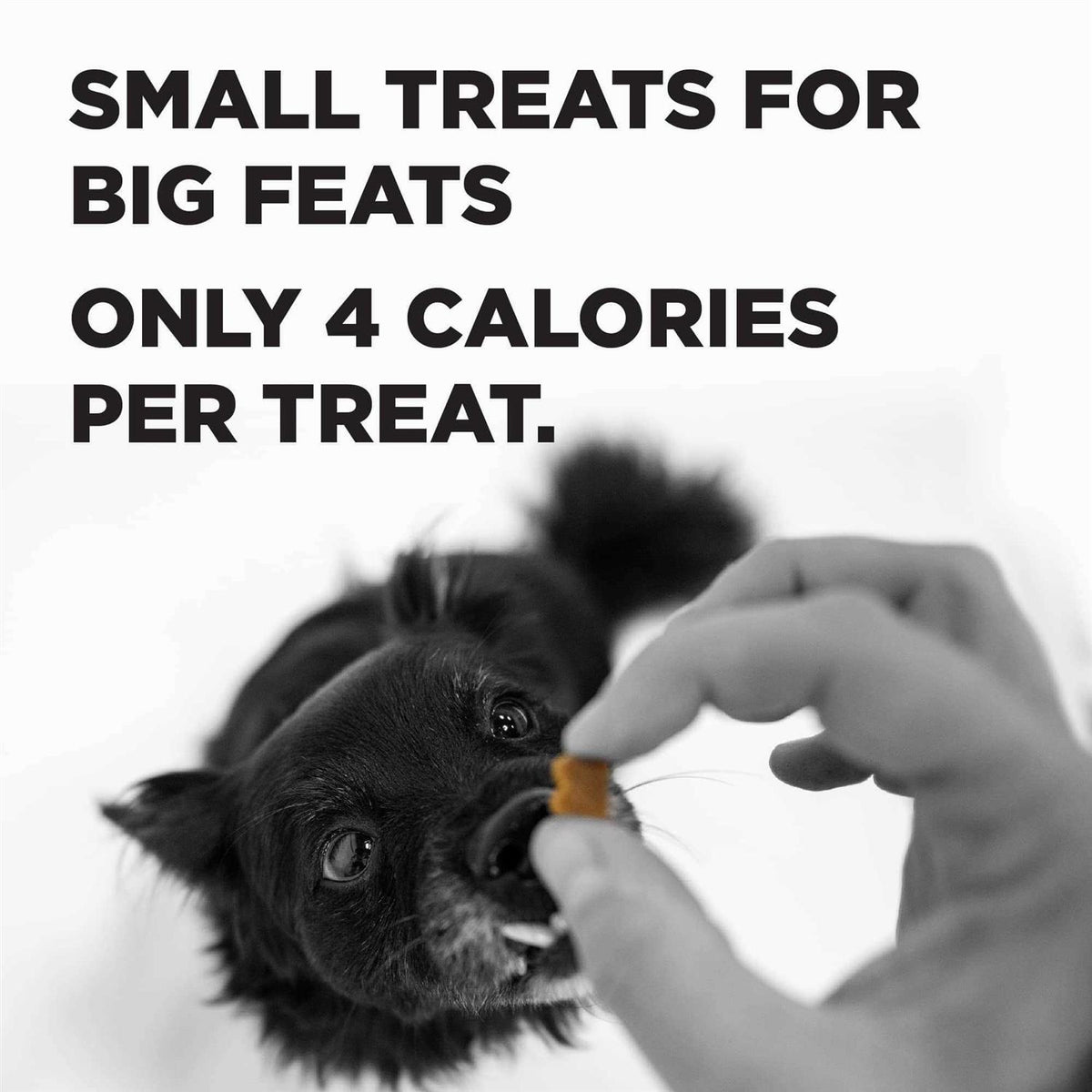 Dog Treats M46907