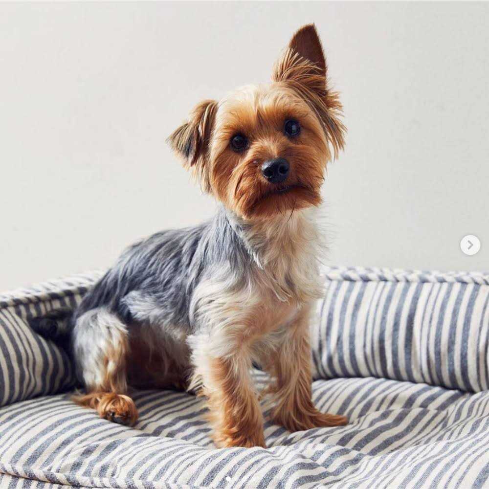 Stripe Lounger Pet Supplies P937