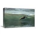 Galapagos Sea Lion Art Print E2007