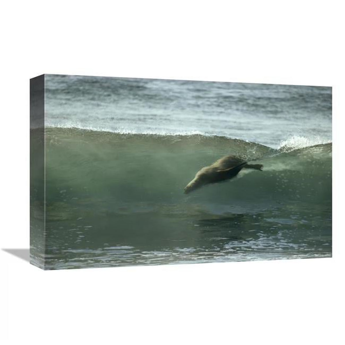Galapagos Sea Lion Art Print E2007