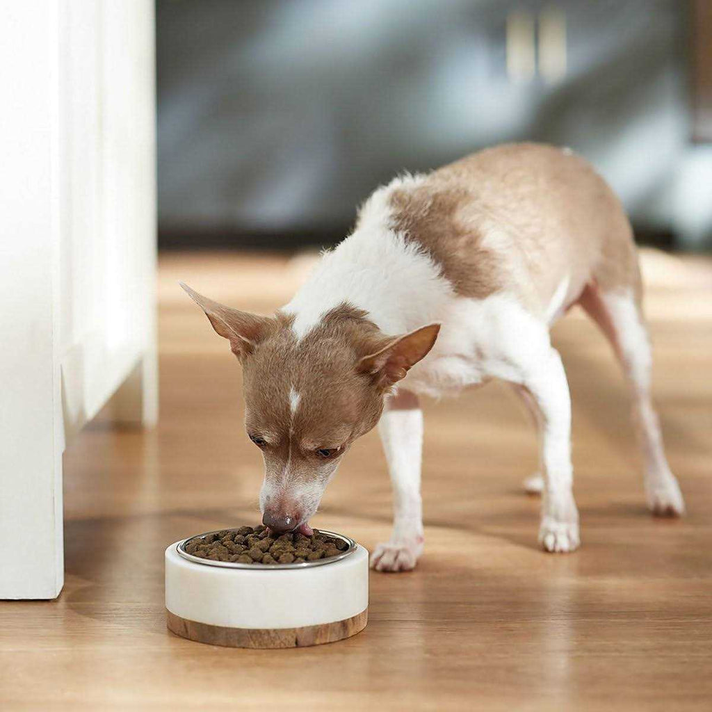 Dry Dog Food Y15693