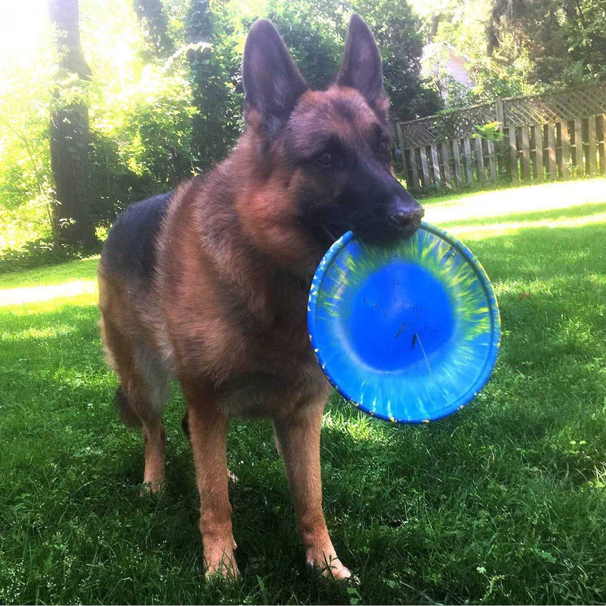 Dog Toy S40039