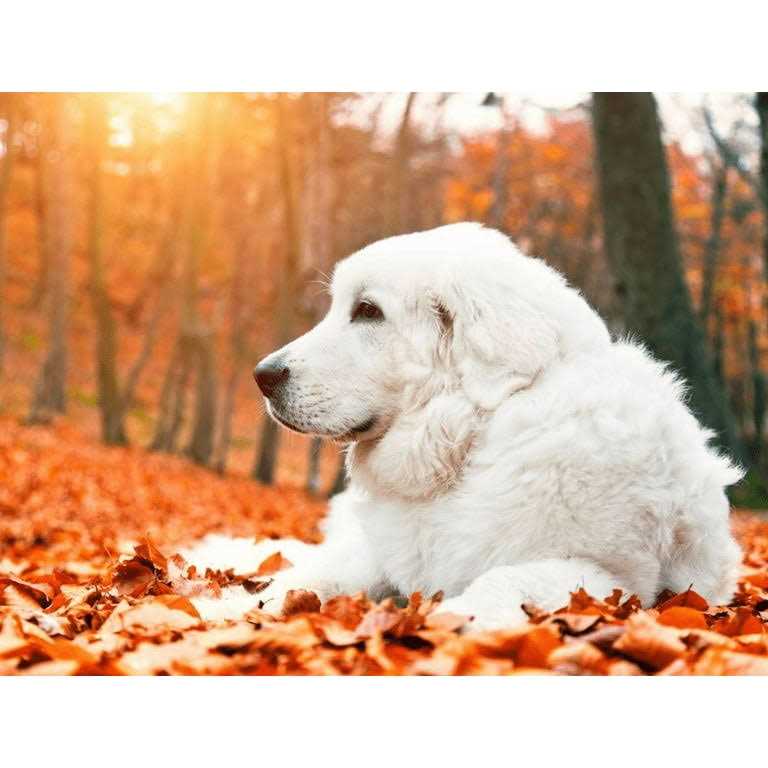 Krill Oil Soft Chews for Dogs S859800